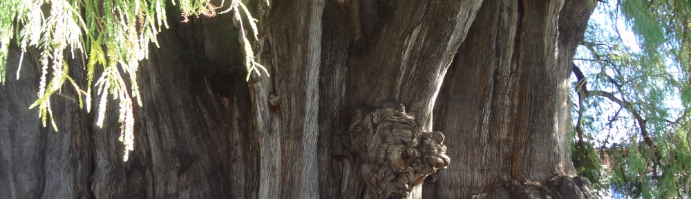 Dag fem – en dag som vi helst vill glömma (Mexico)